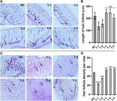 Stimulation of hair regrowth in an animal model of androgenic alopecia using 2-deoxy-D-ribose